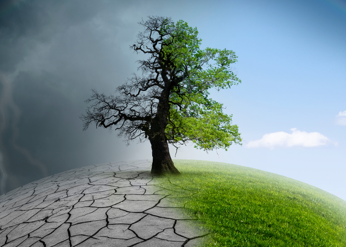 Image of a tree that appears to be located between two climates. One climate on one side is dry and appears abused; the other side is healthy and refreshed.
